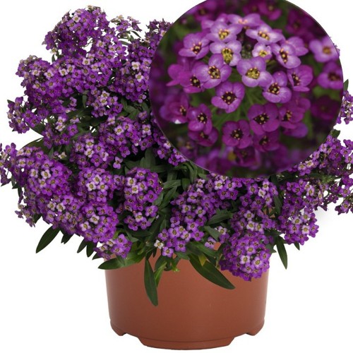 Lobularia maritina 'Yolo Purple' - Rand-kivikilbik 'Yolo Purple' P9/0,55L
